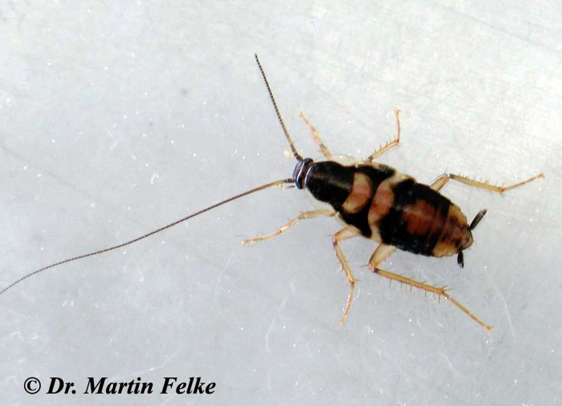 Braunbandschabe MF Schädlingsbekämpfung