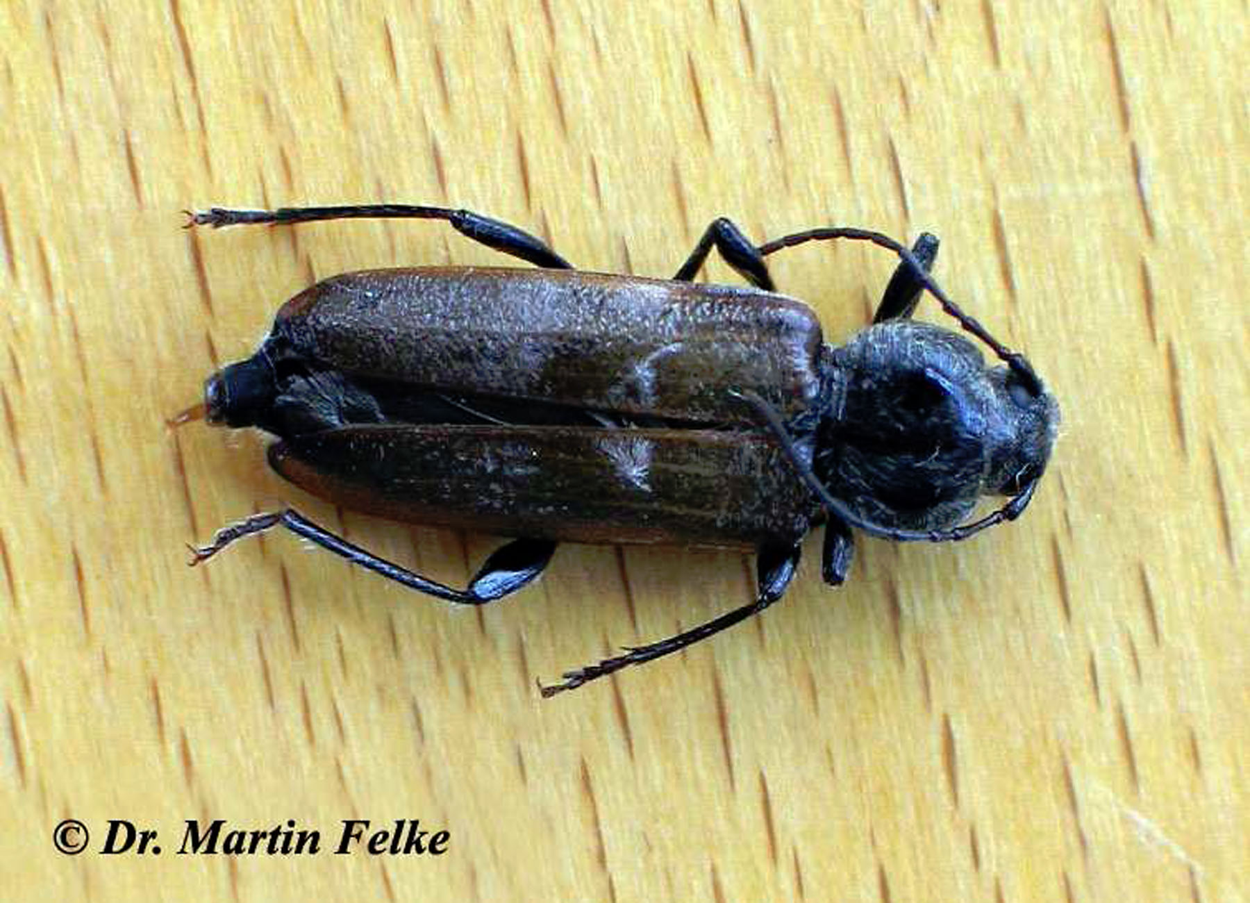 Hausbock MF Schädlingsbekämpfung