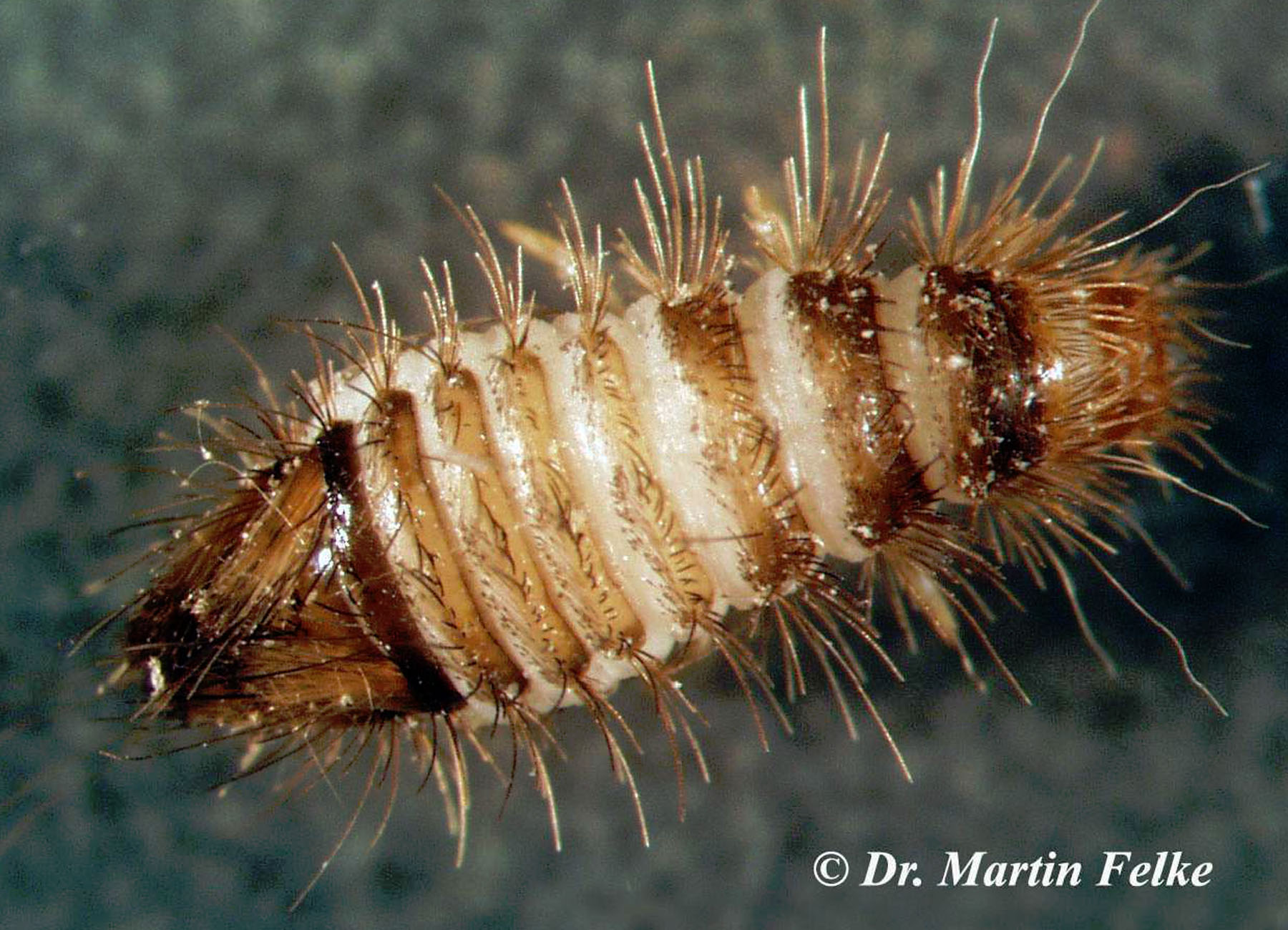 Speckkäfer In Der Wohnung Erkennen Und Bekämpfen - Foto 12
